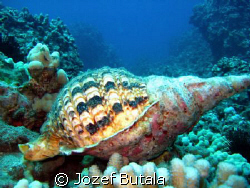 Triton trumpet snail shell,Ulua beach,Maui by Jozef Butala 